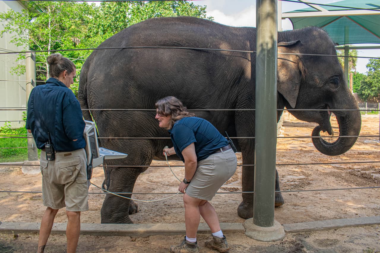 Al visitar a Shanti, la futura mamá, en el zoo de Houston, los visitantes ayudan a salvar familias de elefantes en libertad. U
<b>na parte de cada entrada y abono al Zoológico se destina directamente a proteger a los elefantes salvajes de Asia</b>.
