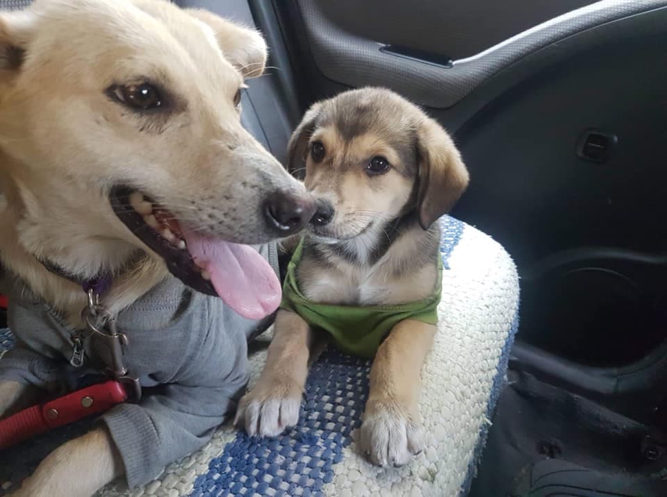 "Mis 2 perritas rescatadas pero viven en San Marcos Guatemala - si supieran la gran necesidad que tienen los animalitos abandonados allá" - Indira Echeverria