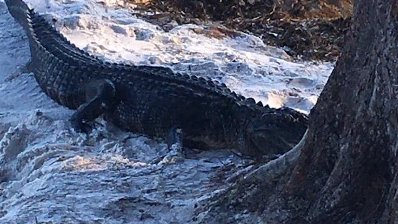 Encuentran un caimán herido en Isla Anna Maria en el condado Manatee