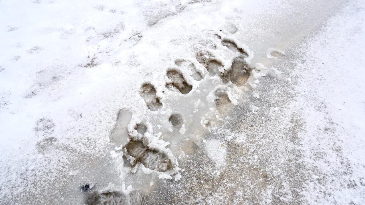 El centro sur de Texas espera durante las próximas horas la caida de aguanieve y
<b>poca acumulación de hielo que puede ser igualmente peligrosa en las carreteras.</b>