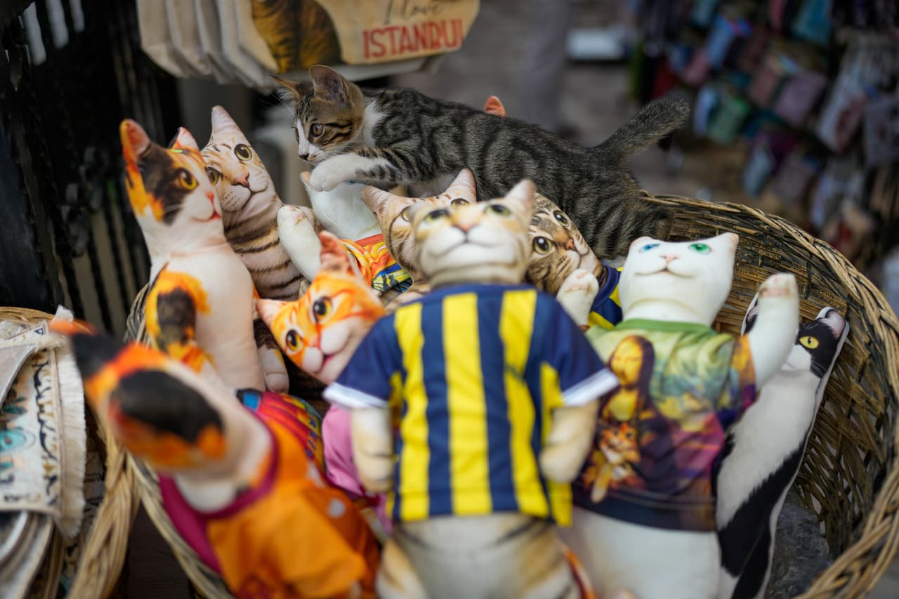 Un gato callejero camina entre cojines de recuerdo con forma de gato en el distrito comercial de Eminönü, en Estambul, Turquía, el martes 21 de julio de 2026. (Foto AP/Emrah Gurel)