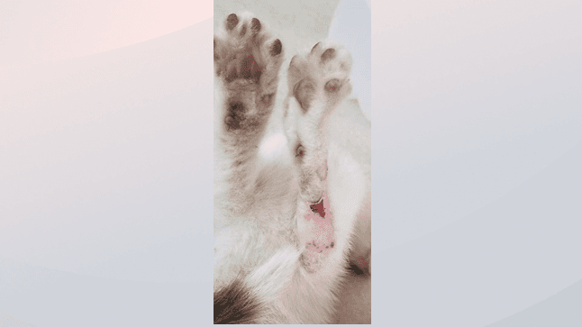 Gatito lanzado desde un auto en movimiento en el puente Neuse en Raleigh