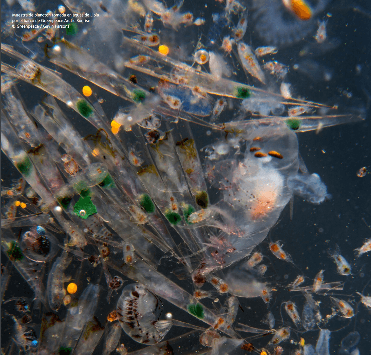 Muestra de plancton tomada en aguas de Libia por el barco de Greenpeace Arctic Sunrise 
<br>Foto: Gavin Parsons - Greenpeace