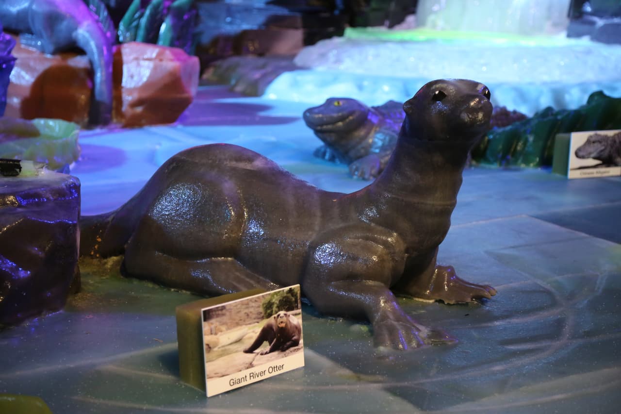 Una nutria muy atenta!