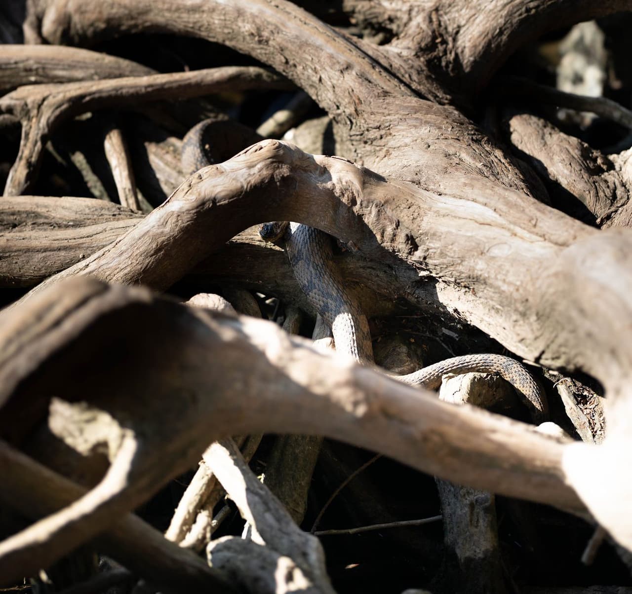 Una inofensiva 'water snake' se esconce entre las raíces de un árbol en Red Bud Isle.