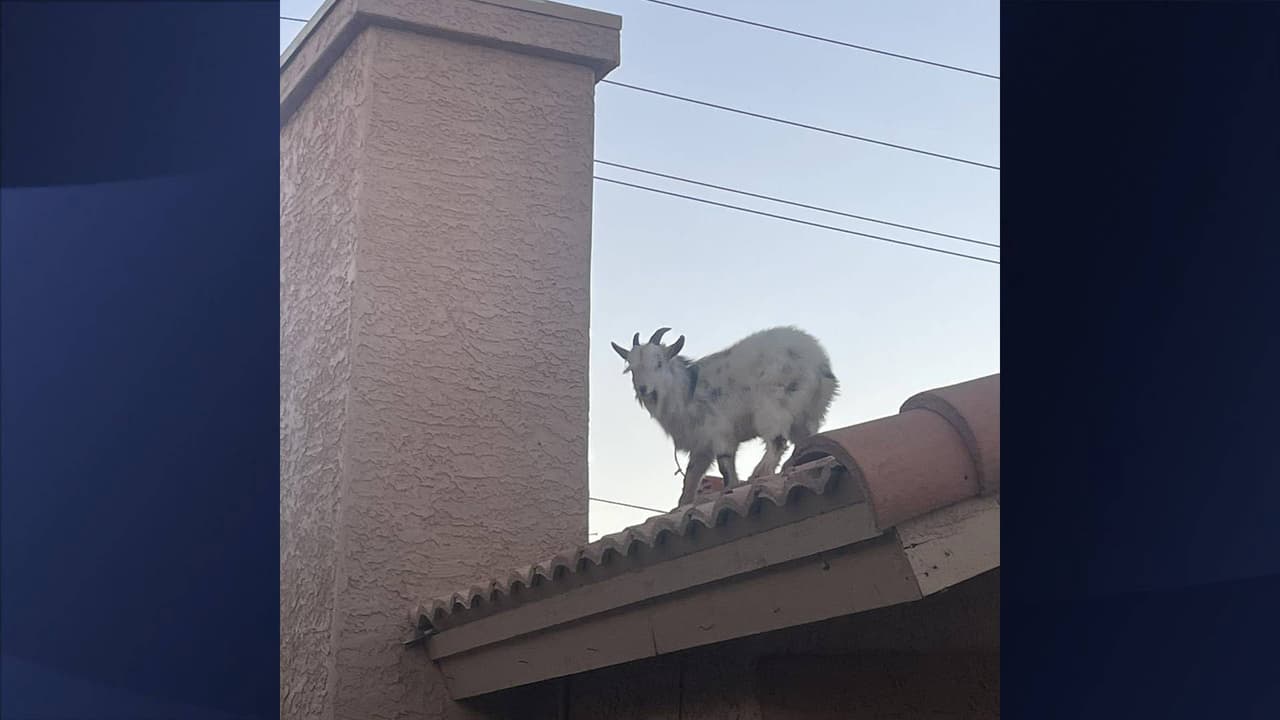 Bomberos de Glendale fueron llamados para ayudar a rescatar una cabra que escapó de sus dueños y subió hasta el tejado de una vivienda, de donde ya no pudo descender.