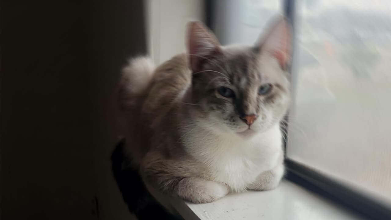 <b>Tere Mtz</b>: Él se llama Stormi, llegó a alegrar nuestro hogar.