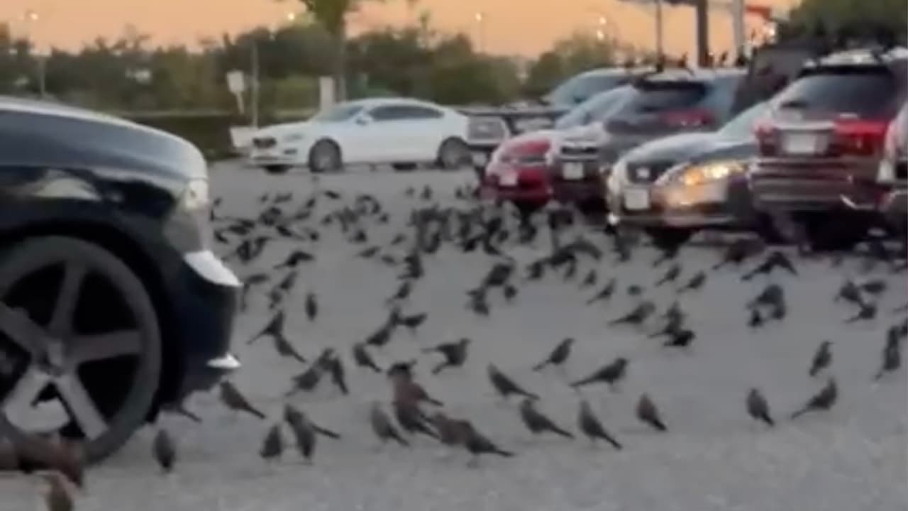 Muchos de
<a href="https://www.univision.com/local/houston-kxln/este-parque-ofrece-actividades-fuera-de-lo-comun-para-la-familia-no-te-espantes-por-el-color-del-rio-fotos-1">estos pájaros</a> están migrando hacia México y Sudamérica en busca de un clima más cálido.