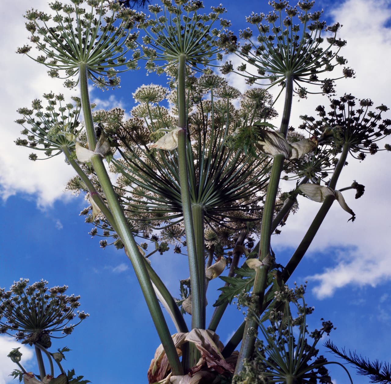 ¿Cómo identificarla? Su tallo tiene manchas moradas y pelillos blancos, las hojas son amplias a manera de palma con bordes redondeados y las flores las soportan muchos tallos que las hacen ver como si fueran sombrillas.
<br>