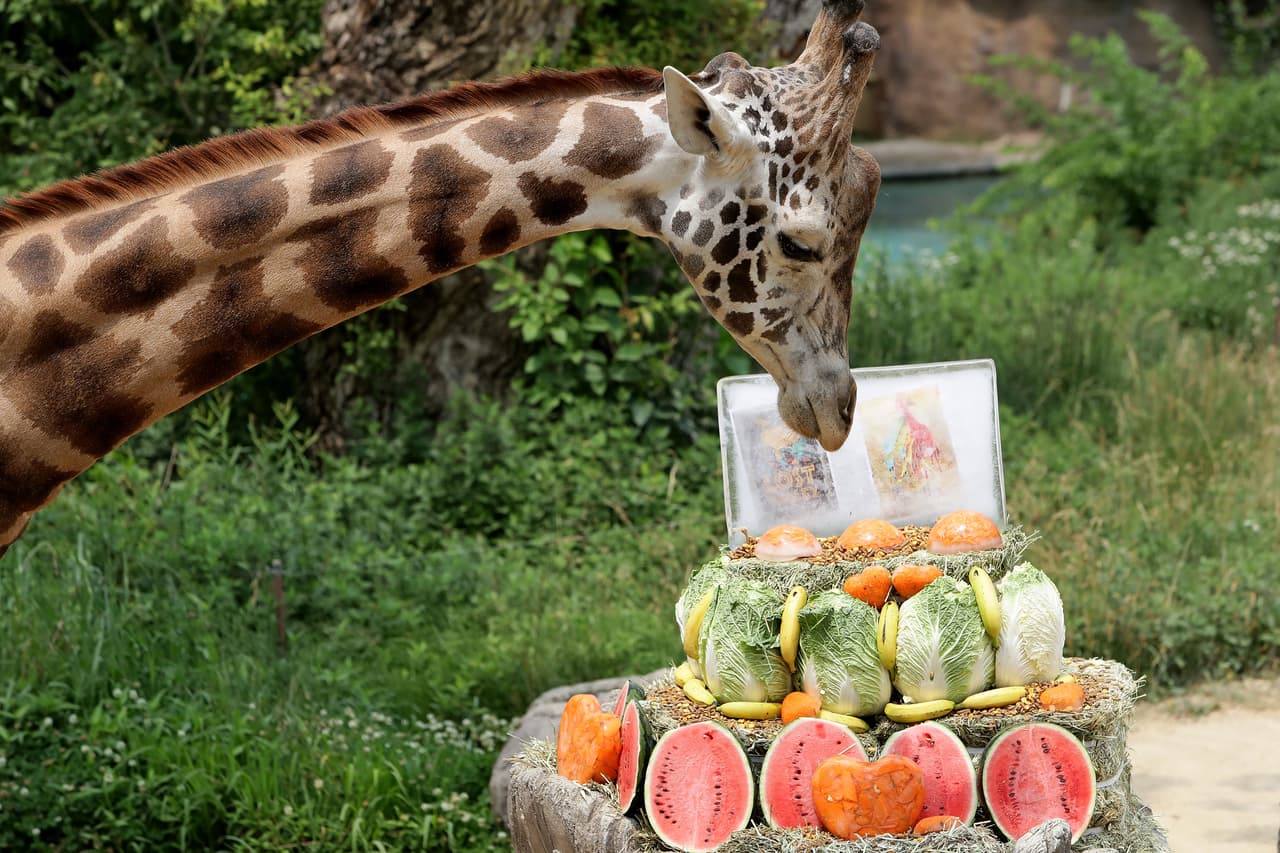 Las jirafas tienen una boca distinta de otros animales rumiantes. Su labio superior no está hendido como el del camello, sino que está recubierto de pelos y tiene una forma más acentuada. Su lengua prensil (diseñada para agarre) es larga, gruesa, espesa y…negra. O más bien morada. ¿Por qué una lengua tan larga? Es un instrumento de limpieza ya que este animal no puede acicalarse con sus patas. Con sus 20 pulgadas de lengua…si 20 pulgadas, se hurga en la nariz y las orejas para escuchar mejor. Incluso se arranca alguna espina clavada en la piel.