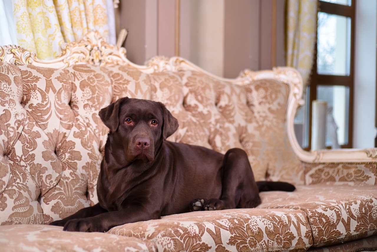 <b>Cubre los muebles. </b>Si eres a los que les gusta compartir su cama o sala con sus mascotas, te recomendamos cubrirlas con alguna sábana, ya que te resultará mucho más sencillo lavar la sábana que mandar a lavar la sala o el colchón.