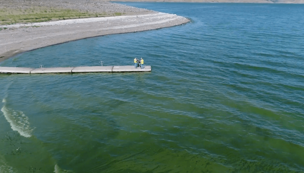 Estas flores pueden producir toxinas y compuestos de sabor y olor que representan riesgos para la salud de humanos y animales, de acuerdo con las autoridades. Cuando las floraciones representan un riesgo, se conocen como floraciones de algas nocivas o HAB.