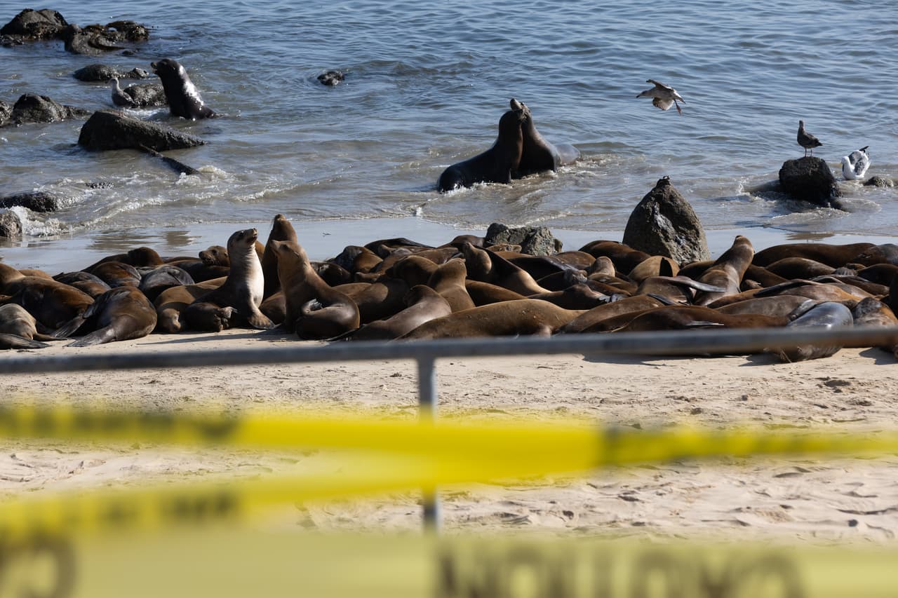 La llegada de los primeros leones marinos inició la semana pasada, cuando en la ciudad de Monterey se llevaba a cabo la Semana del Automóvil. Sin embargo, los fuertes ruidos de la exhibición asustaron a los leones marinos por lo que volvieron al agua. Para el domingo pasado, ya estaban de vuelta en la playa. 
<br>