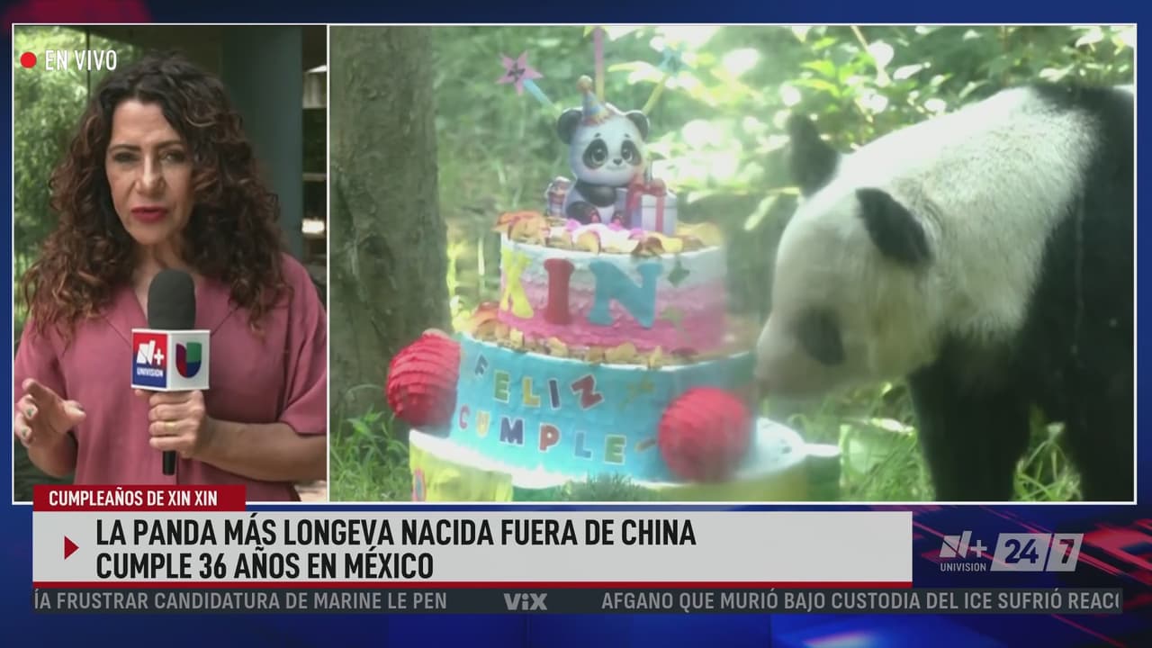 Celebran a Xin Xin en México: Una de las pandas fuera de China más longevas del mundo