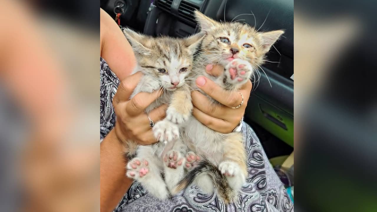 Escuchó rugir su auto, pero no era el motor… eran un par de gatitos