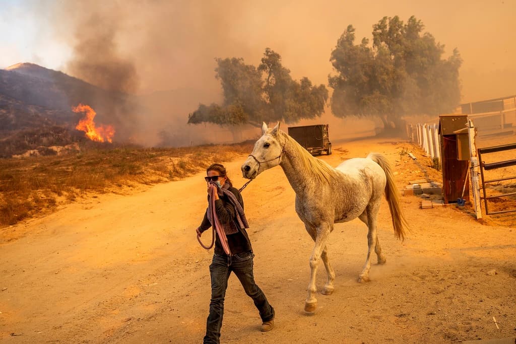 Los estimados de las otras pérdidas provocadas por el incendio Mountain en la zona, todavía no se han hecho públicos, pues la emergencia aún no está bajo control.