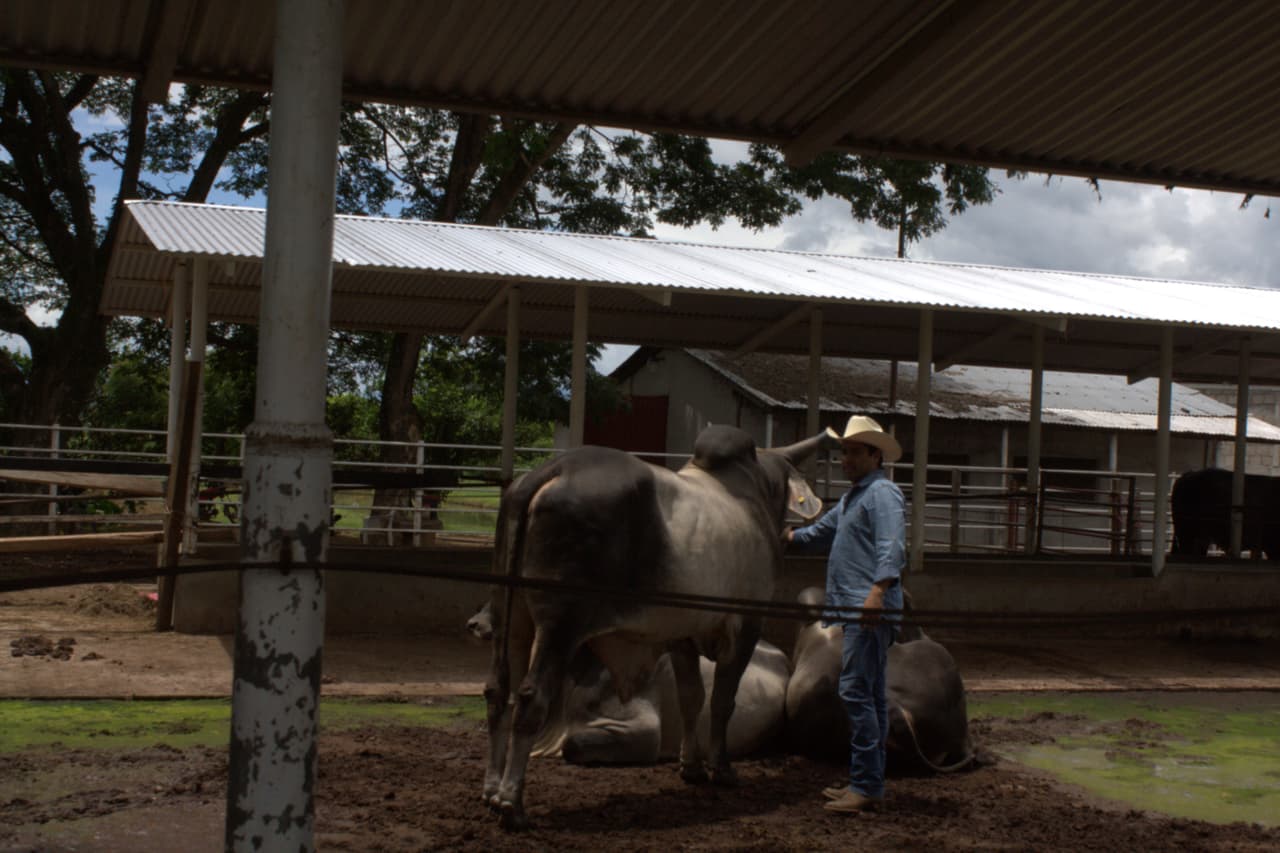 A Julio le encantan los animales, desde niño aprendió a ordeñar, a montar, a pastorear y disfrutar de la naturaleza.