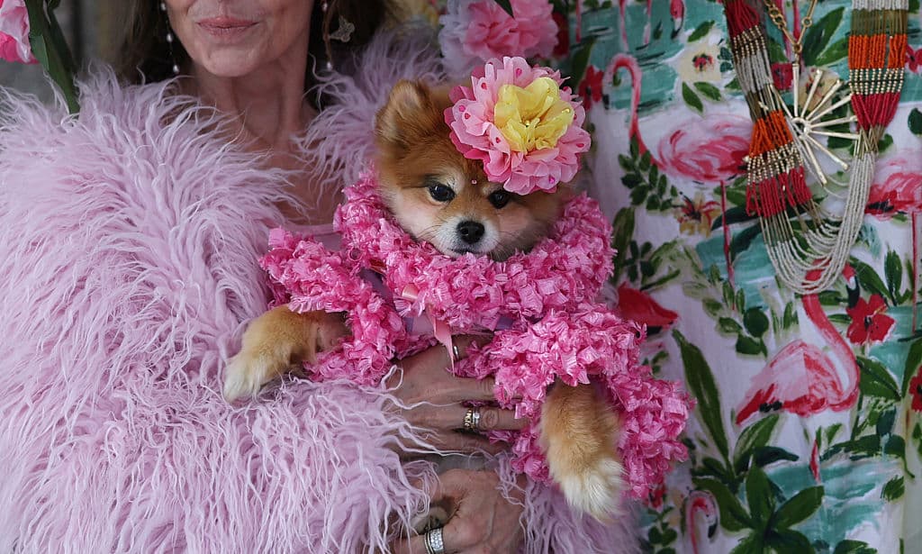 Aunque el tema político de Estados Unidos inspiró múltiples sombreros, la elegancia tradicional no faltó, desfilando mascotas y sus dueñas con ajuares al último grito de la moda.