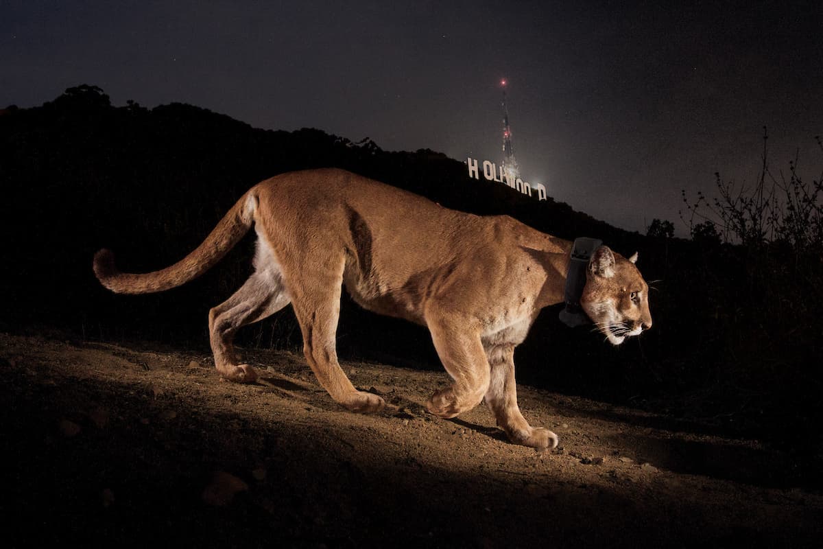 Un puma salvaje muy cerca del icónico letrero de Hollywood, California. 
<b>“Estaba buscando una imagen que hablara de que a medida que nuestras ciudades se expanden, nos trasladamos a los bosques y praderas, hogares de los animales”</b>, 
<a href="https://www.instagram.com/stevewinterphoto/?hl=en"><u>escribió sobre esta foto a la venta su autor</u></a>. 
<br>
