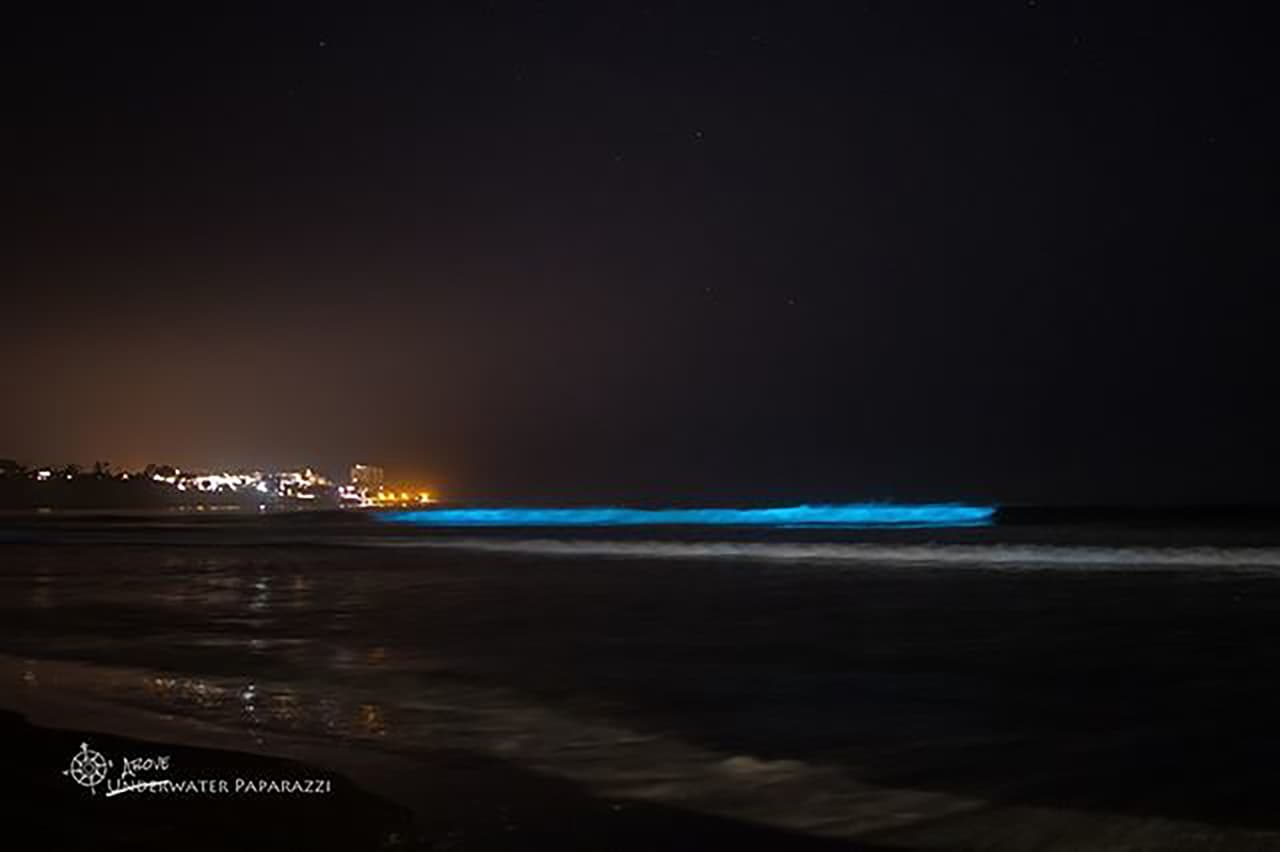 Los microorganismos luminiscentes brillan con el movimiento. También pueden ser vistos en el mar abierto.