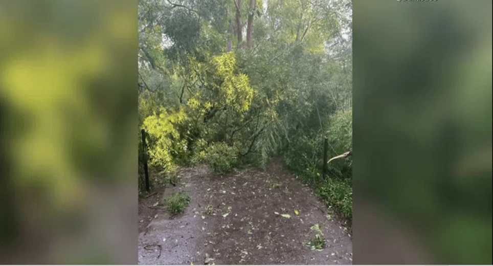 Zoológico de Dallas abrirá tarde por daños que ocasionó tormenta 
