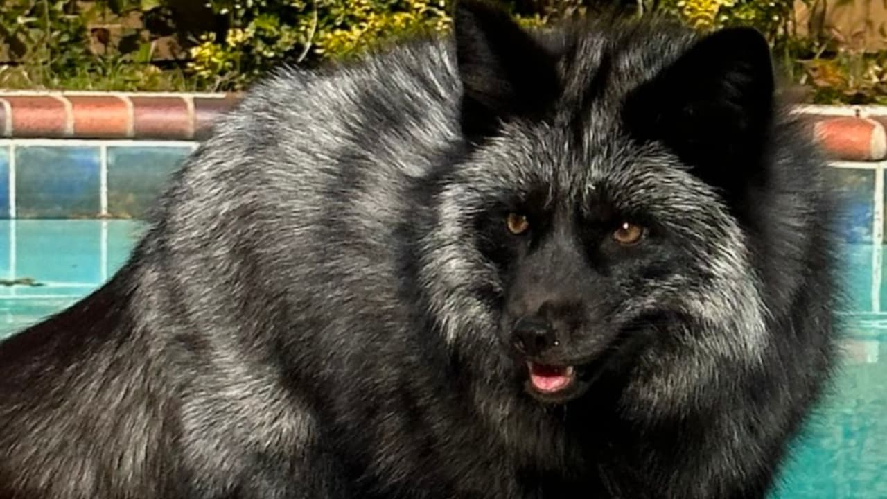Buscan a Moscú: Un curioso zorro que se escapó de su casa en Texas