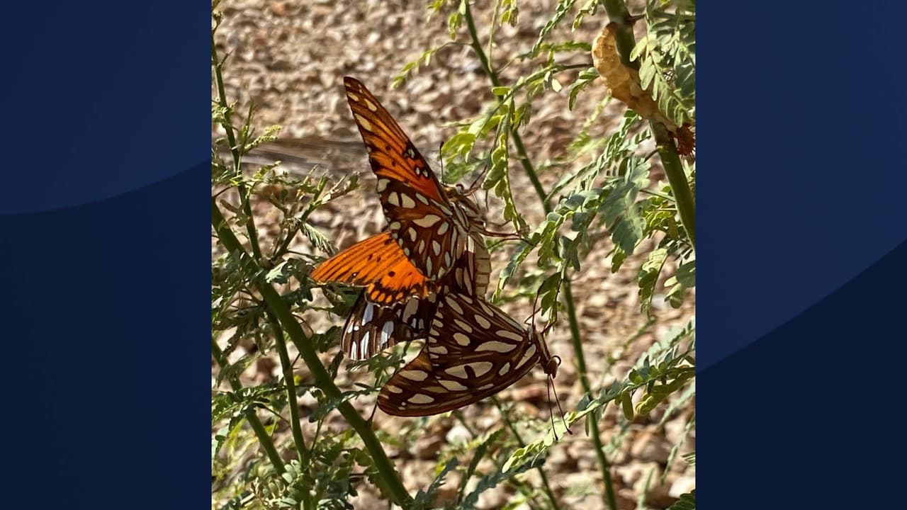 El Rio Preserve esta ubicado en el
<a href="https://goo.gl/maps/4EwbGV4ctXw35gQ9A" target="_blank">10190 N Coachline Blvd, Tucson, AZ 85743.</a>
<br>