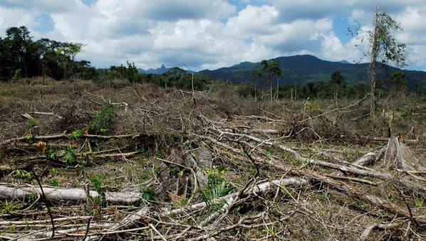Estudio vincula el tráfico de cocaína con hasta el 30% de la deforestación de Honduras, Nicaragua y Guatemala