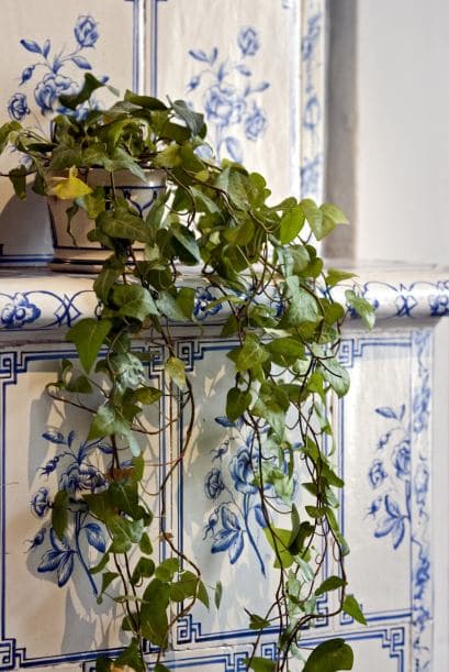 <b>Potus.</b> Este tipo de enredadera es de las más comunes en el hogar debido a que pueden vivir sin problema cerca de una ventana. Otro punto a favor, según el Feng Shui, absorbe las energías. 
<br>