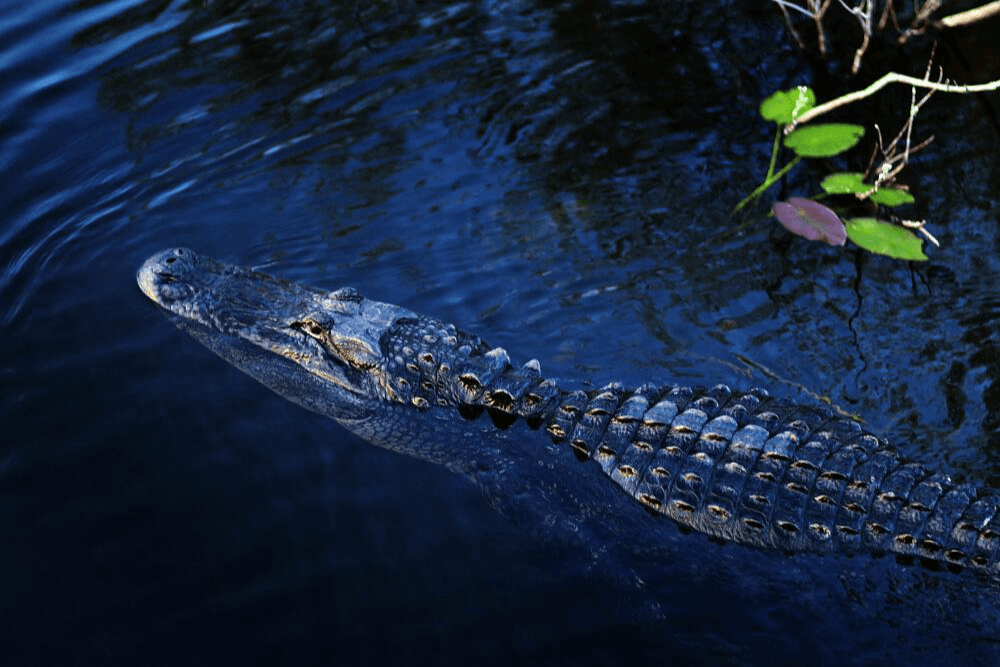 Casi pierde una pierna al confundir a un caimán con un perro