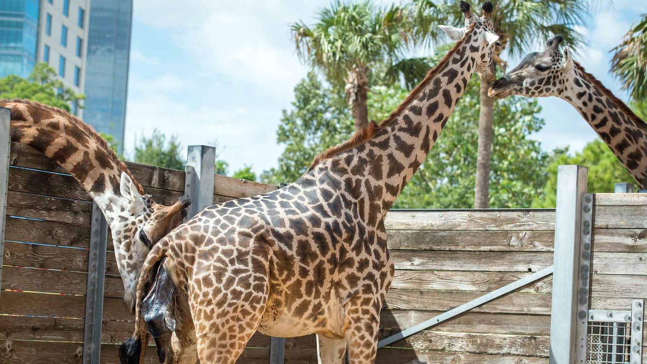 La madre Kamili y su padre Joshua son primerizos.