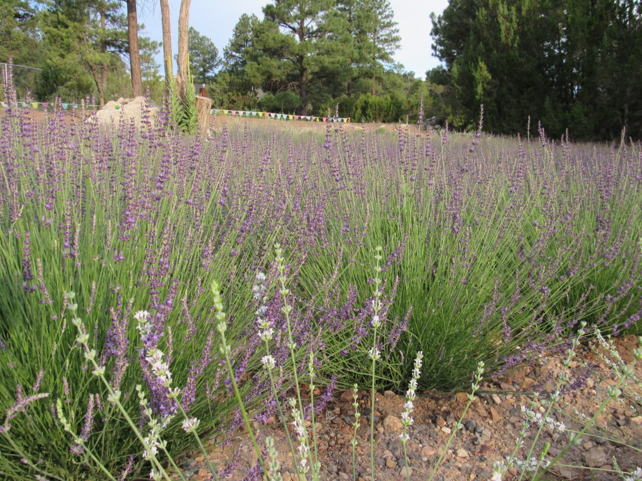 <a href="https://windyhillslavender.com/about-us" target="_blank">Windy Hills Lavender Farm LLC</a>, el enorme rancho alberga miles de flores de lavanda en 10 acres de acres de terreno ya que esta planta es tolerante a la sequía y crece bien en el clima de Arizona. 
<br>