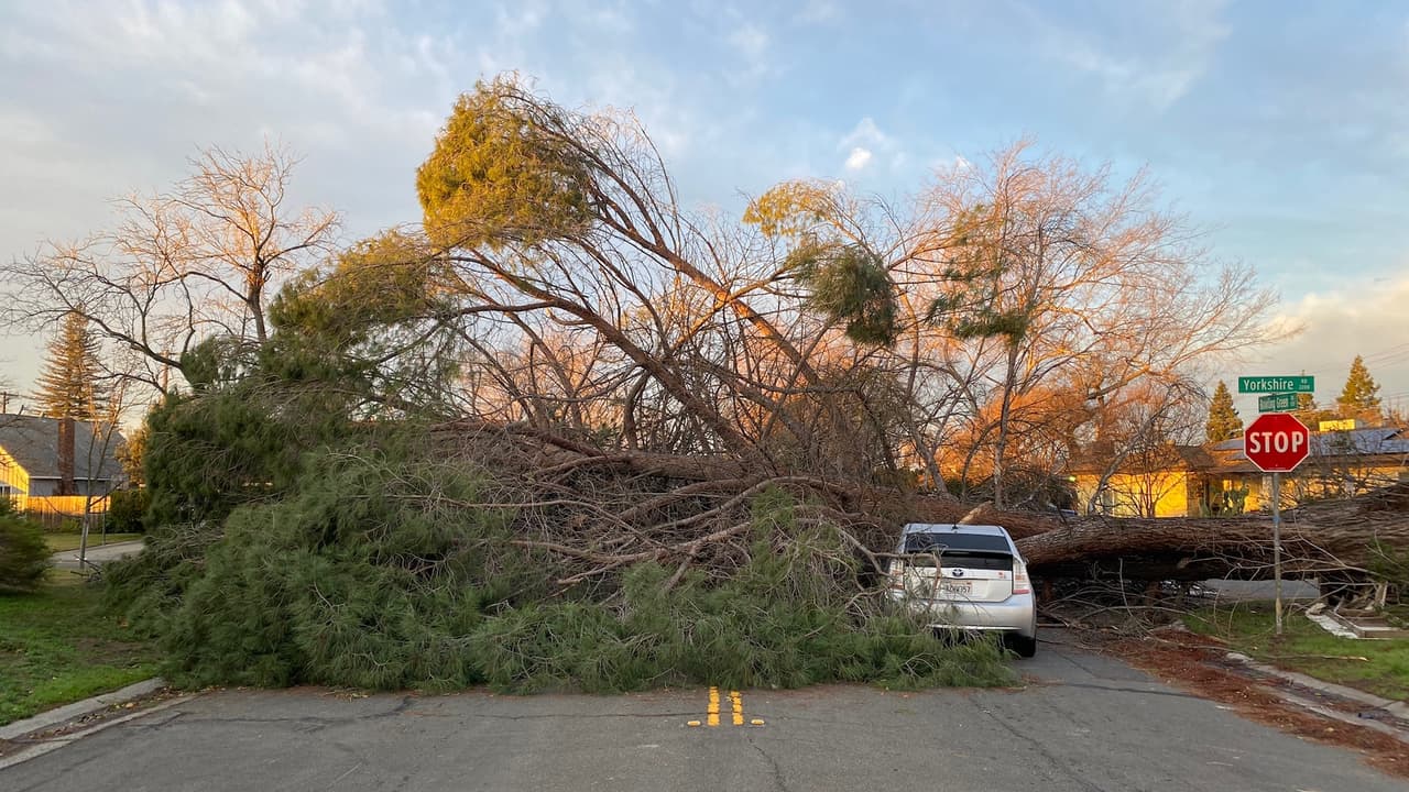 Tormenta invernal: ¿Dónde reportar árboles o ramas caídos en Sacramento?