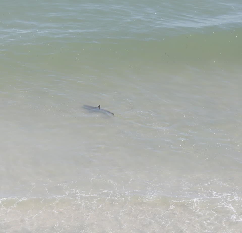 Tiburones en North Myrtle Beach