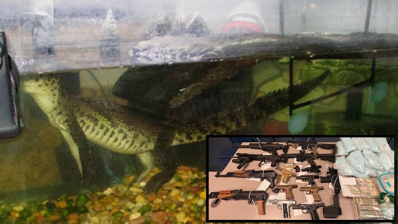 Encuentran un cocodrilo del Nilo, nativo de África, viviendo en una casa de Phoenix