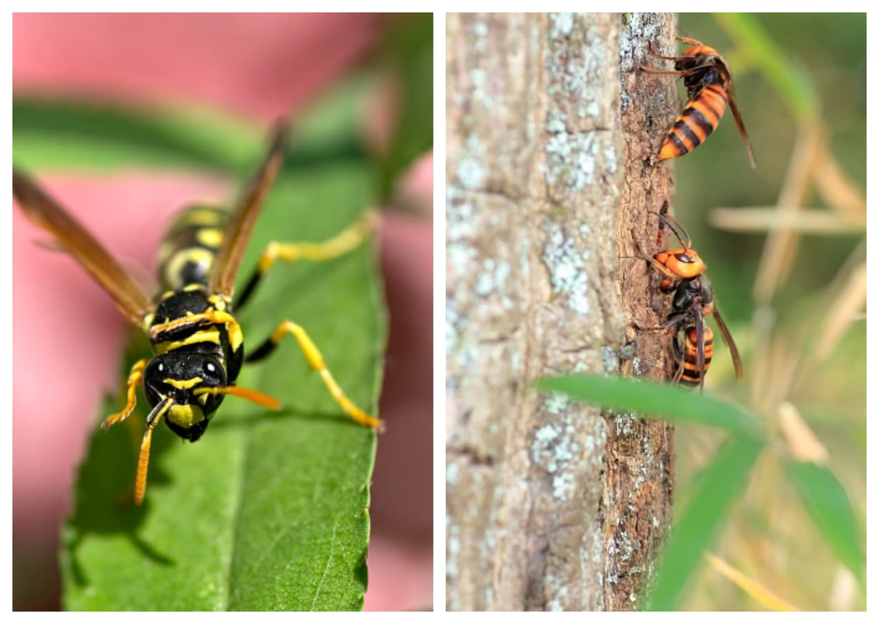Biólogo advierte que por miedo a los ‘avispones asesinos’, las personas en EEUU están matando avispas y abejas