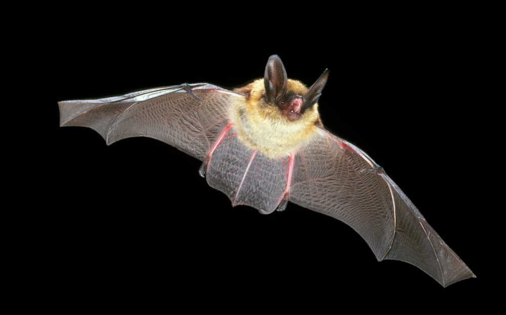 Bats are social distancing to avoid a deadly disease -- just like us