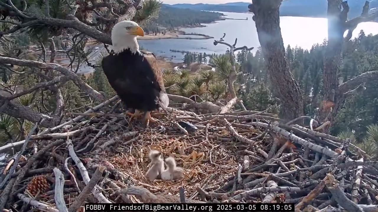 Durante las próximas semanas, Jackie y Shadow se encargarán de alimentar y proteger a sus crías. Los aguiluchos
<b>permanecerán en el nido entre 10 y 14 semanas</b> antes de intentar su primer vuelo.