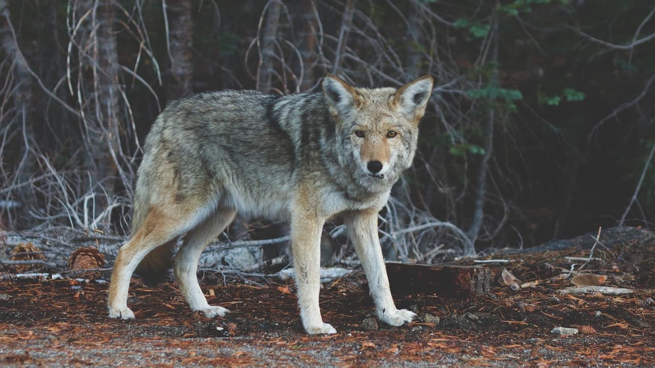 En un día dos personas fueron mordidas por coyotes ¿por qué hay tantos reportes de estos animales en Chicago?