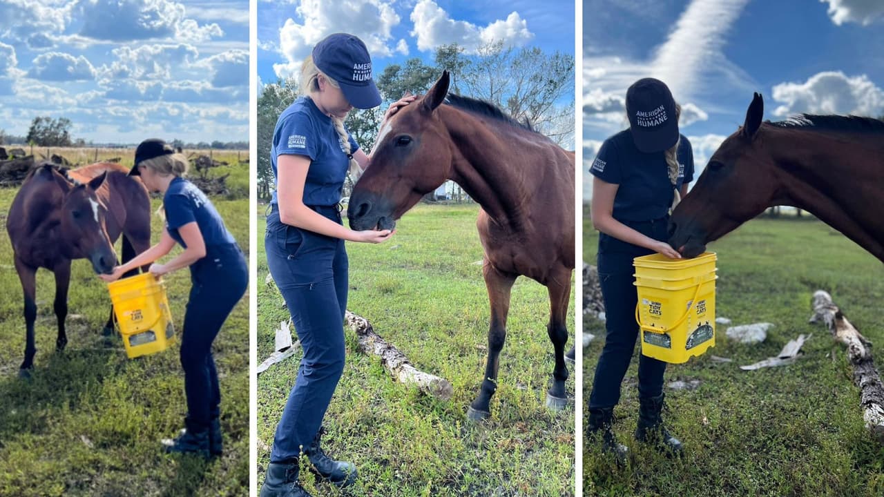 La yegua “Princesa” también pertenece al mismo propietario de "Rose", quien fue evacuado de su hogar por el huracán Ian y no ha podido volver debido a la catastrófica inundación y devastación. El dueño está desesperado por volver con sus animales, según informó American Humane.