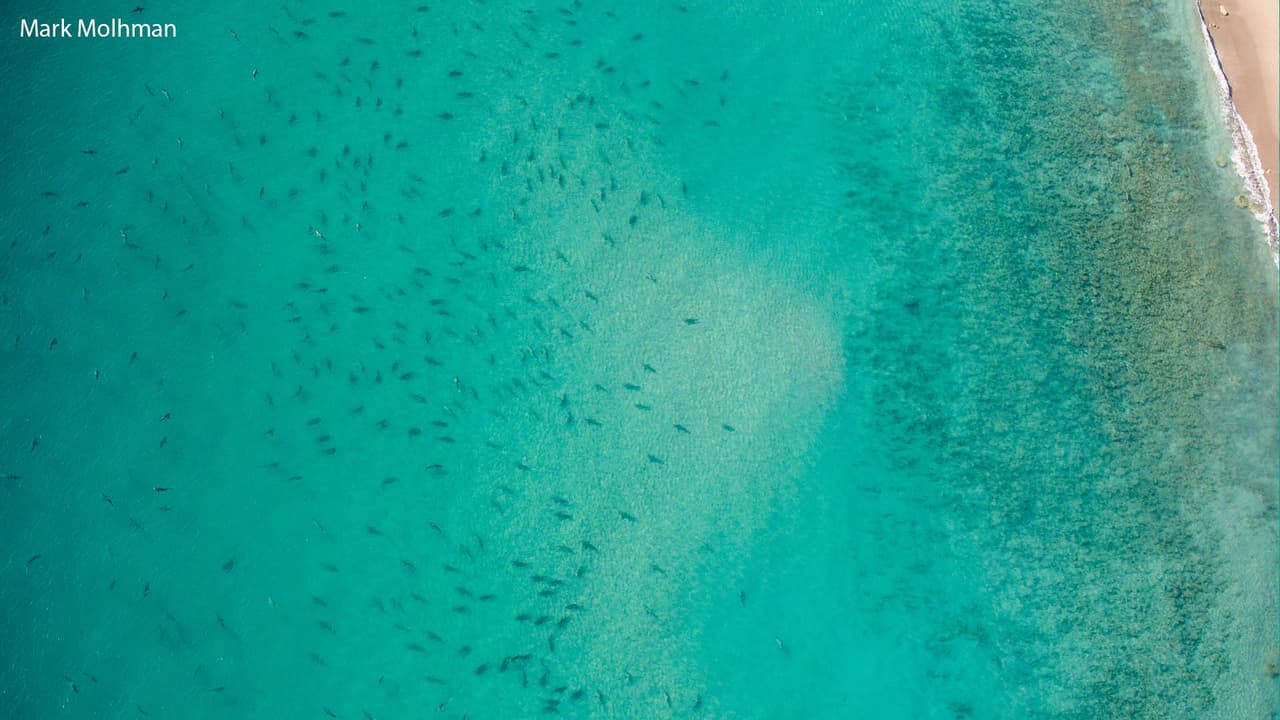 "Los tiburones no están interesados en atacarnos"