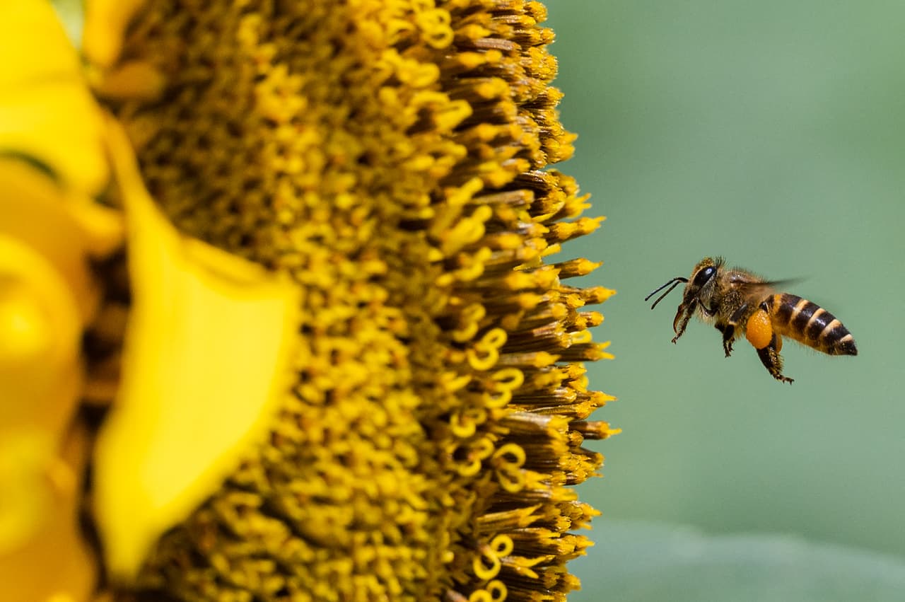 Los invitados podrán llevarse tallos a casa por $5 por 3 o $10 por 6. Trader's Village está ubicado en 9333 S.W. Bucle 410.