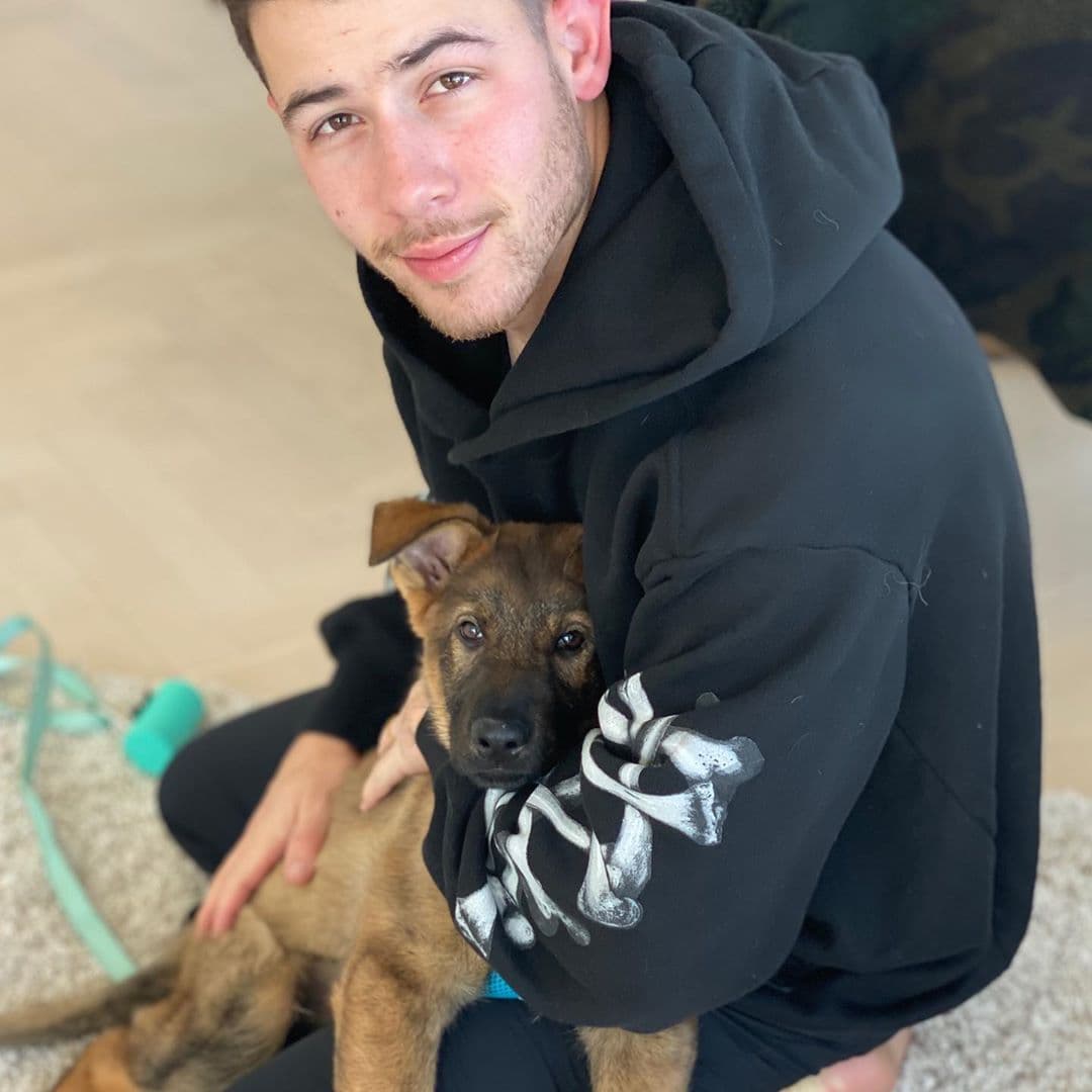Gino es el nombre del cachorro y Nick Jonas le abrió su propia cuenta en Instagram @ginothegerman, quien por cierto, en unas cuantas semanas ya tiene 331 mil seguidores.