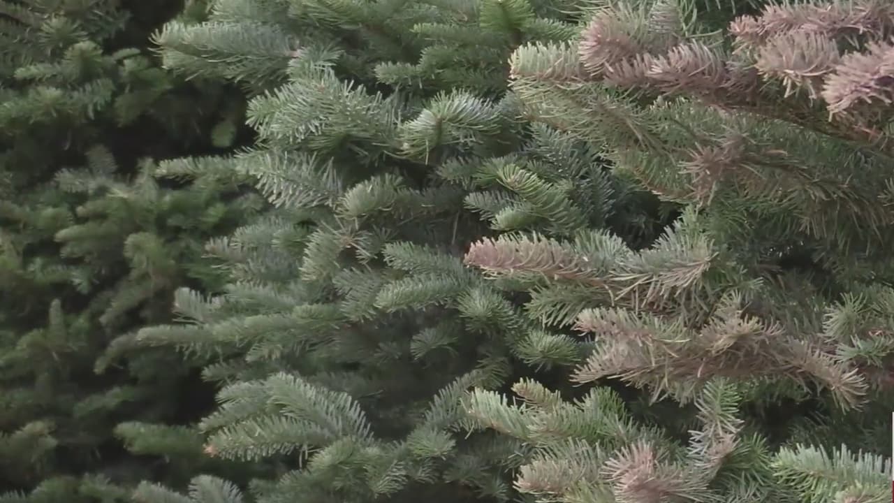 Escasez de árboles naturales de Navidad provoca un aumento en su precio de venta