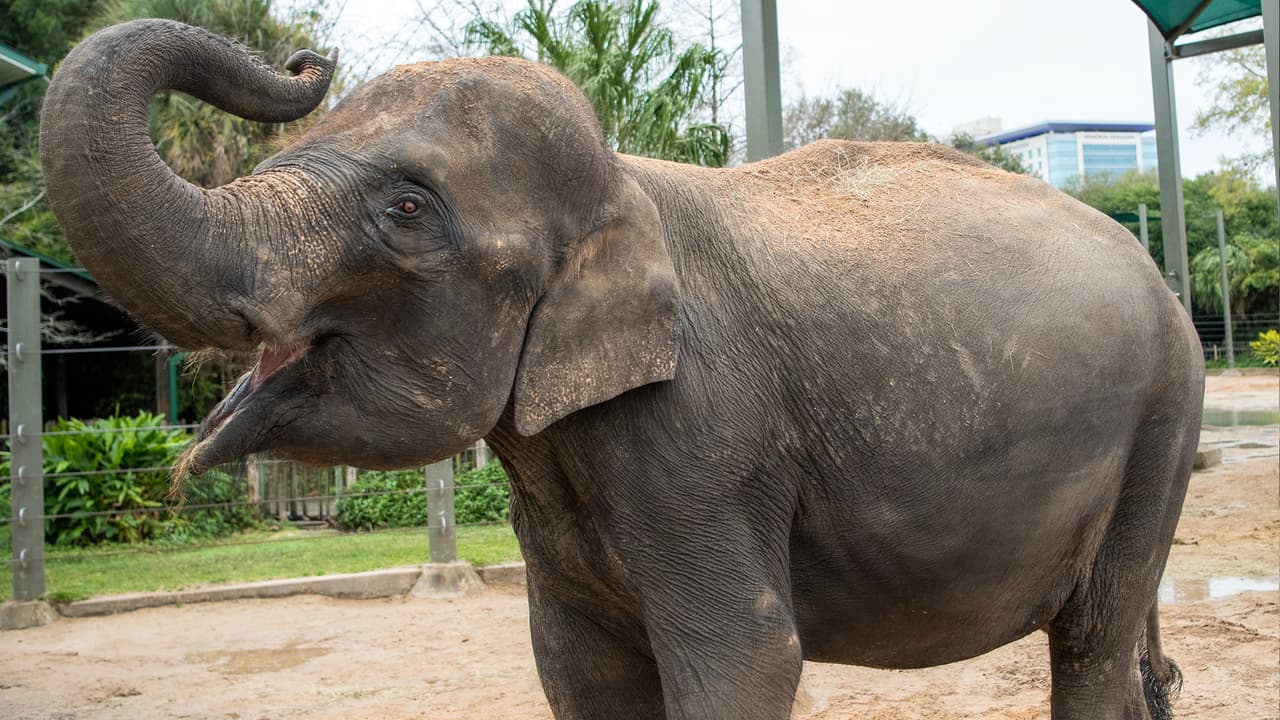 "Hemos estado esperando ansiosamente el momento en que podamos reabrir con el apoyo de nuestro gobierno local y estatal", dijo Lee Ehmke, presidente y CEO del zoológico de Houston.