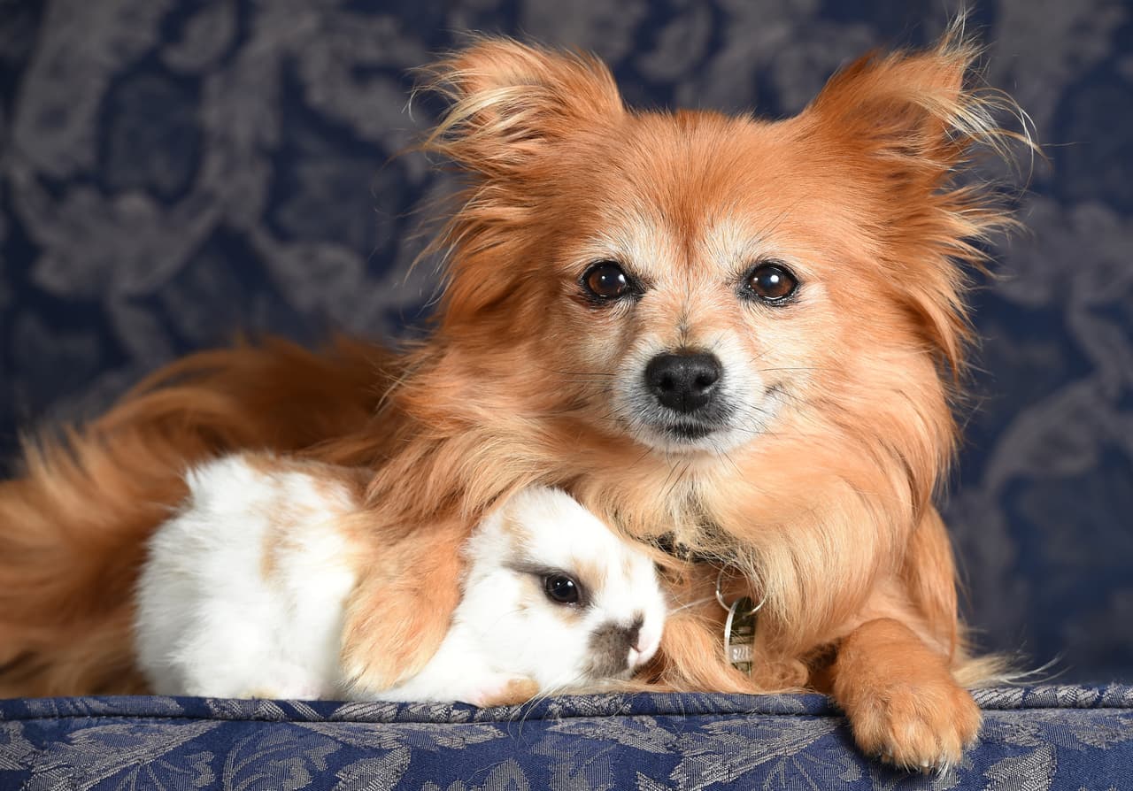 La pomeranian se llama ‘Maggie’ y tiene 13 años de edad.