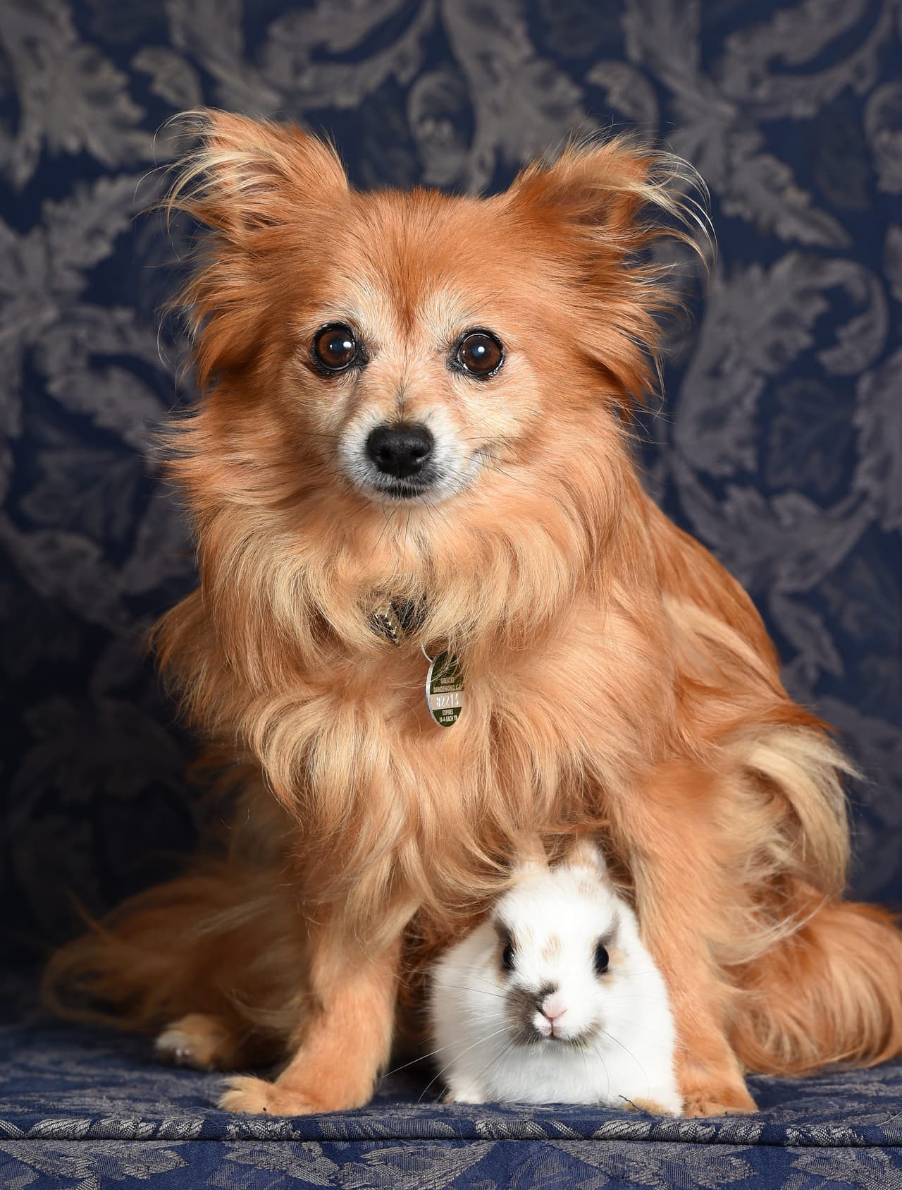 Este dúo dinámico es inseparable debido al profundo lazo que han creado.