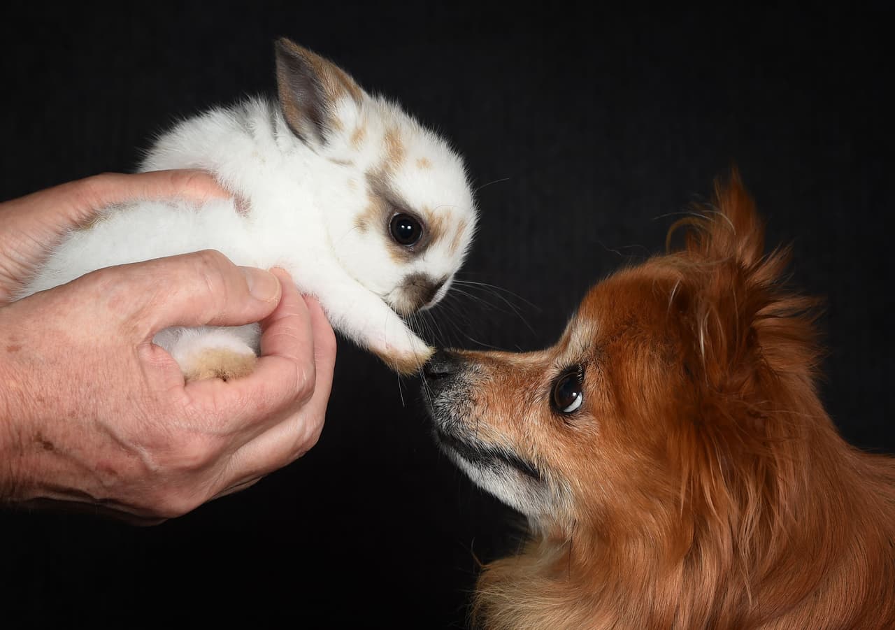 “En cuanto alguien recoge en brazos a la conejita, Maggie sale a preguntar quién se llevó a su bebé”, bromeó ella.