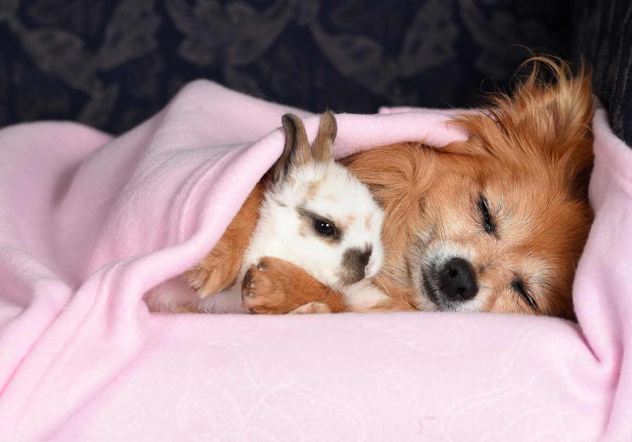 “Para un perro tan ‘senior’, su relación es adorable. No podía creerlo”, explicó la mujer.
