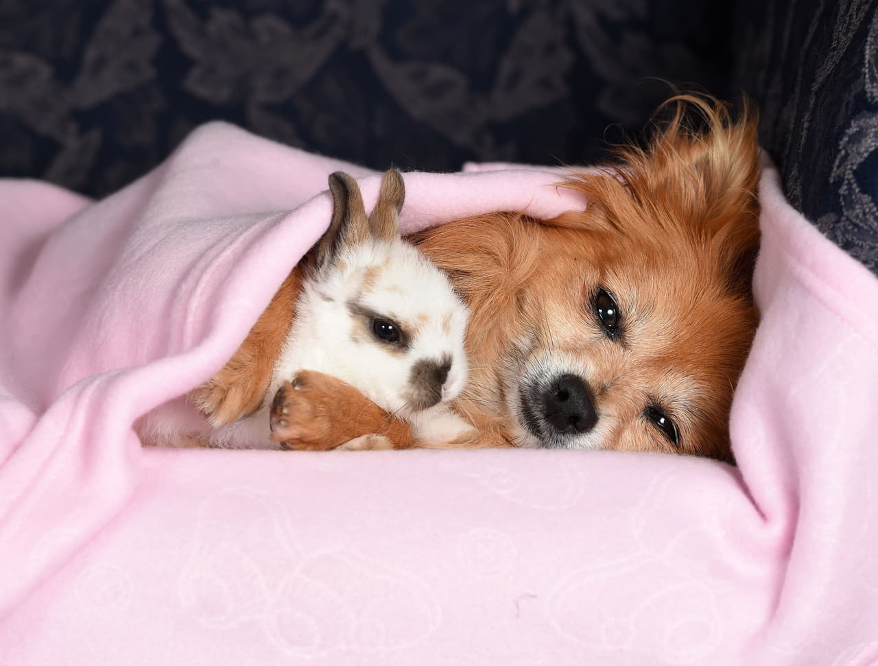 A pesar de que no son de las mismas especies, una cuida a la otra.